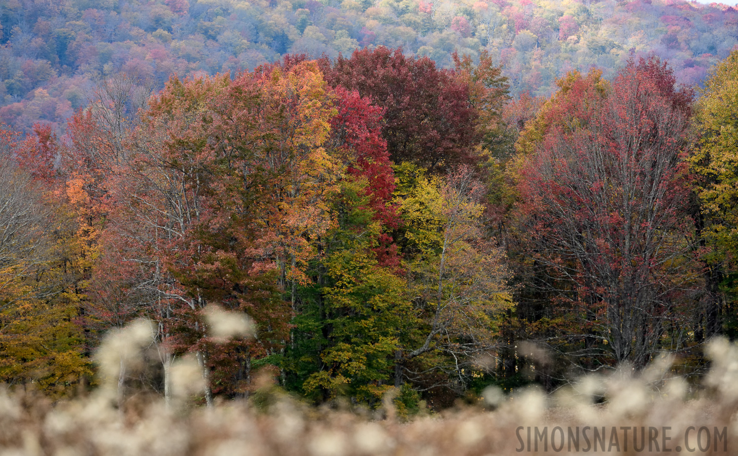 West Virginia [400 mm, 1/640 Sek. bei f / 8.0, ISO 1600]